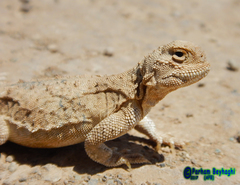 Phrynocephalus persicus