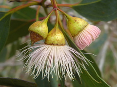 Eucalyptus leucoxylon megalocarpa