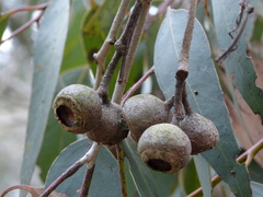Eucalyptus leucoxylon megalocarpa