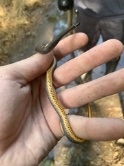 Diadophis punctatus stictogenys