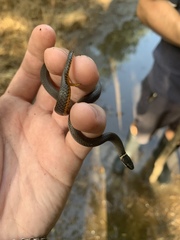 Diadophis punctatus stictogenys