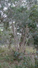 Eucalyptus leucoxylon megalocarpa