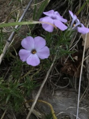 Phlox diffusa