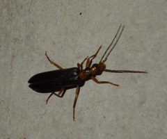 Nacerdes carniolica
