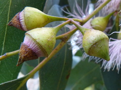 Eucalyptus leucoxylon megalocarpa