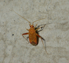 Phytocoris meridionalis