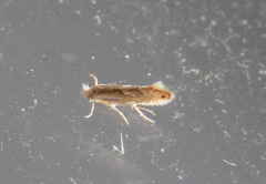Phyllonorycter propinquinella