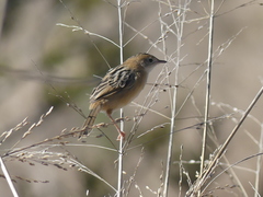Cisticola exilis