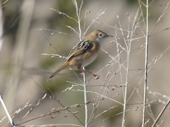 Cisticola exilis