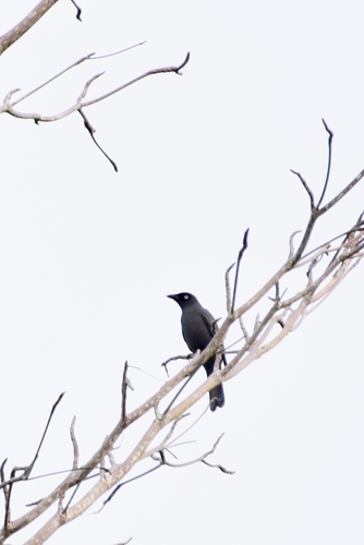 South Melanesian Cuckooshrike (Coracina caledonica), photo 10
