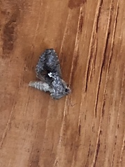 Syngrapha interrogationis