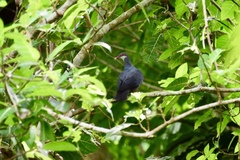 Columba vitiensis leopoldi