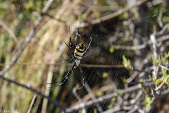 Argiope coquereli