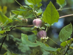 Clematis morefieldii