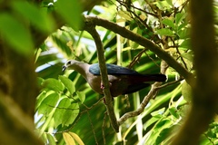 Ducula pacifica