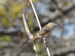 Cisticola exilis