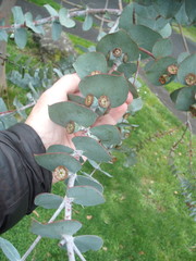 Eucalyptus pulverulenta