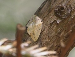 Drepanulatrix secundaria