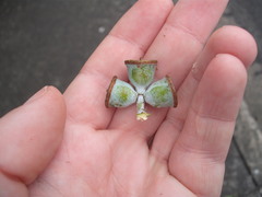 Eucalyptus pulverulenta