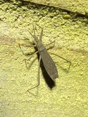 Pygolampis pectoralis