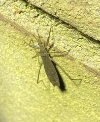 Pygolampis pectoralis