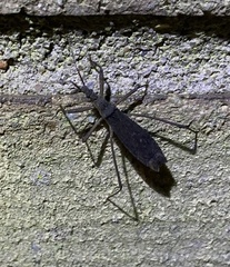 Pygolampis pectoralis