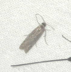 Bryotropha senectella