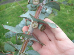 Eucalyptus pulverulenta