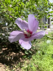 Hibiscus syriacus