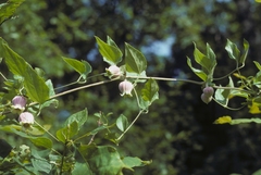 Clematis morefieldii