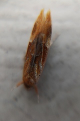 Epicallima formosella