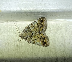 Allotria