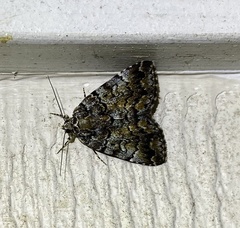 Allotria
