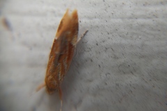 Epicallima formosella