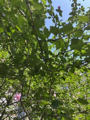 Hibiscus syriacus