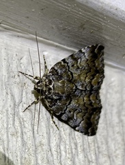 Allotria