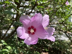 Hibiscus syriacus