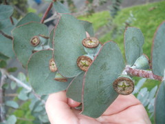 Eucalyptus pulverulenta