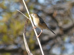 Cisticola exilis