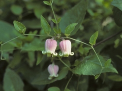 Clematis morefieldii