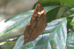 Zeuxidia amethystus amethystus