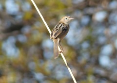 Cisticola exilis