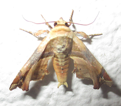 Eutelia callichroma