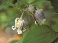 Clematis morefieldii