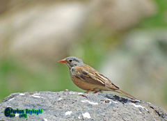 Emberiza buchanani