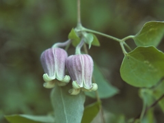 Clematis morefieldii