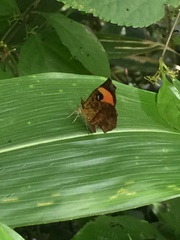 Pterodecta felderi