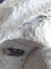 Agrotis puta