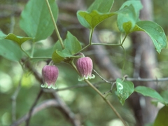 Clematis morefieldii