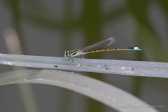 Ischnura saharensis